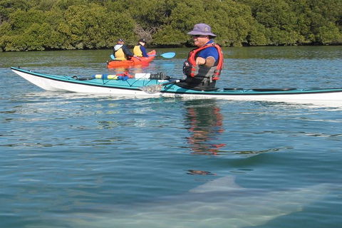 Adelaide Dolphin Sanctuary And Ships Graveyard Kayak Tour - Tourism Noosa 5