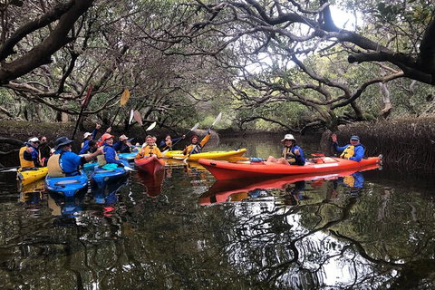Adelaide Dolphin Sanctuary And Ships Graveyard Kayak Tour - Tourism Noosa 10