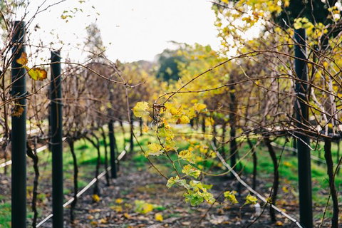 Australian Wine Discovery Tour Ticket - Tourism Noosa 4