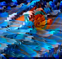 5-Day Best of Cairns with Daintree Kuranda and Great Barrier Reef - Tourism Noosa