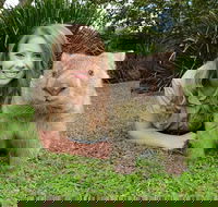 Croc Express to Australia Zoo from Brisbane - Tourism Noosa