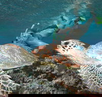 Great Barrier Reef Sailing and Snorkeling Cruise from Port Douglas - Tourism Noosa