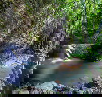 Springbrook andTamborine Rainforest Tour Incl Natural Bridge and Glow Worm Cave - Tourism Noosa