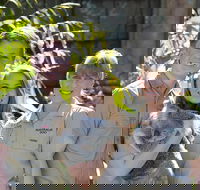 Koala Cuddle Adventure Croc 2 - Tourism Noosa