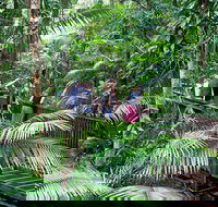 Full Day Daintree Rainforest and Mossman Gorge Tour - Tourism Noosa