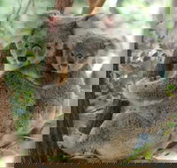 Lone Pine Koala Sanctuary Day Pass - Tourism Noosa