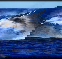 Whale Watching Cruise from Redcliffe Brisbane or the Sunshine Coast - Tourism Noosa