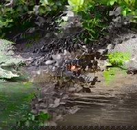 Whitsunday Crocodile Safari including Lunch - Tourism Noosa