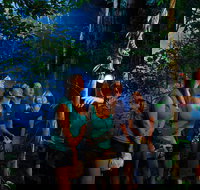 Daintree Rainforest Night Walk from Cape Tribulation - Tourism Noosa