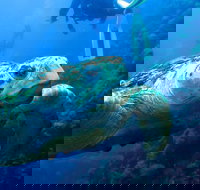 Scuba Dive the S.S. Yongala Wreck on the Great Barrier Reef. - Tourism Noosa