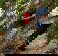 Mossman Gorge Dreamtime Walk and Low Isles Snorkeling and Sailing Cruise - Tourism Noosa