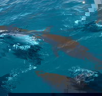 Fraser Island  Dolphin Sailing Adventure - Tourism Noosa