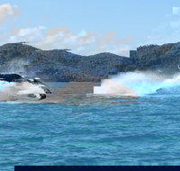 Whitsundays Whale Watching Cruise from Airlie Beach - Tourism Noosa