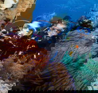 Quicksilver Dive 4 Day PADI Learn to Dive Course - Tourism Noosa