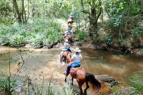 Country Day Ride From Mt Goomboorian With Rainbow Beach Horse Rides - Tourism Noosa 1