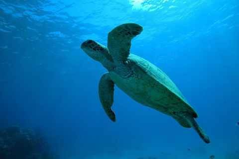 Great Barrier Reef Dive And Snorkel Cruise From Mission Beach - Tourism Noosa 7