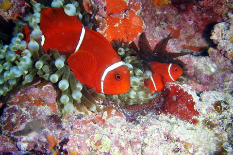 Great Barrier Reef Dive And Snorkel Cruise From Mission Beach - Tourism Noosa 6