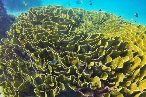 Great Barrier Reef Dive And Snorkel Cruise From Mission Beach - Tourism Noosa 5