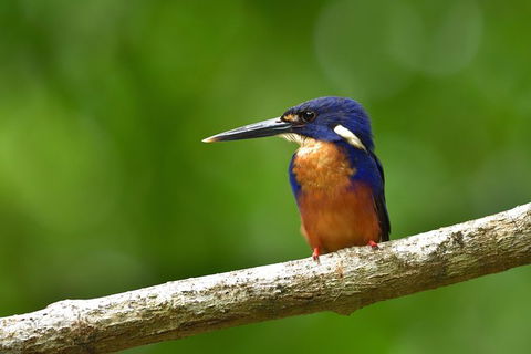 Daintree River Dawn Cruise - Tourism Noosa 0