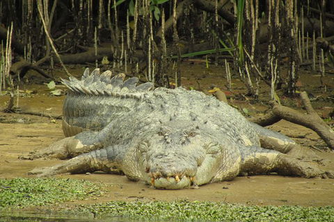 Daintree River Dawn Cruise - Tourism Noosa 1