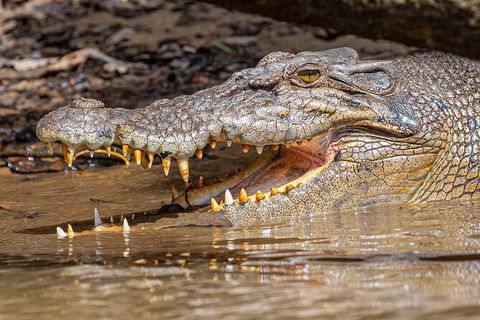 Daintree River Dawn Cruise - Tourism Noosa 15