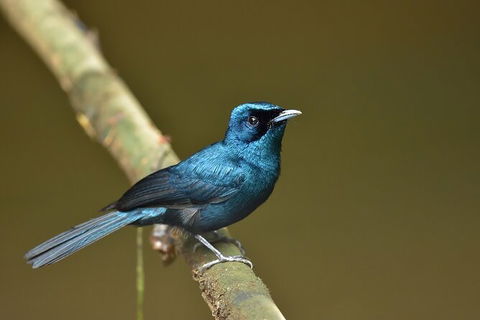 Daintree River Dawn Cruise - Tourism Noosa 11