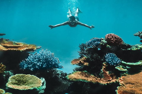 Great Barrier Reef Cruise From Townsville Or Magnetic Island - Tourism Noosa 11