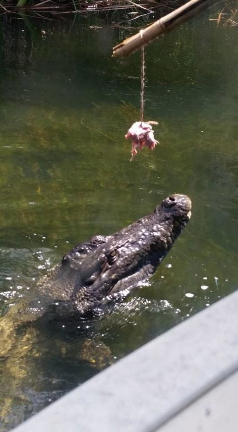 Hartley's Crocodile Adventures Day Trip From Cairns - Tourism Noosa 11