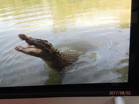 Hartley's Crocodile Adventures Day Trip From Cairns - Tourism Noosa 4