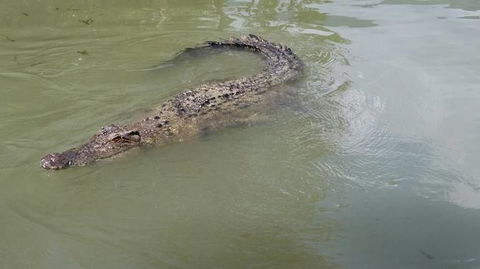 Hartley's Crocodile Adventures Day Trip From Cairns - Tourism Noosa 10