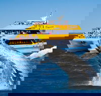 Spirit of Hervey Bay Whale Watching Cruise - Tourism Noosa