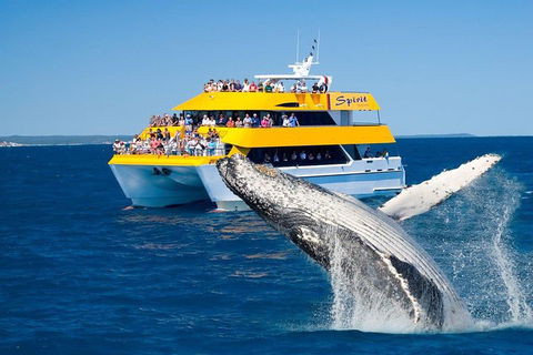 Spirit Of Hervey Bay Whale Watching Cruise - Tourism Noosa 0