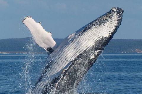 Spirit Of Hervey Bay Whale Watching Cruise - Tourism Noosa 1