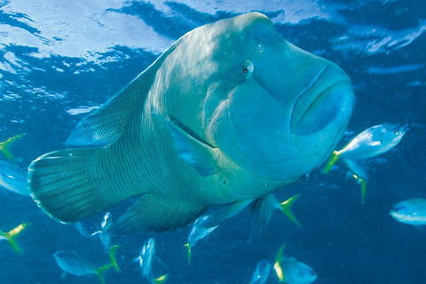 Whitehaven Beach And Hill Inlet Lookout Full-Day Snorkeling Cruise By High-Speed Catamaran - Tourism Noosa 4