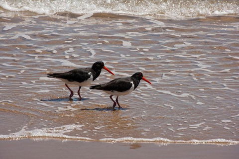 1770 Coastline Tour By LARC Amphibious Vehicle Including Picnic Lunch - Tourism Noosa 10