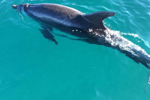 1770 Coastline Tour By LARC Amphibious Vehicle Including Picnic Lunch - Tourism Noosa 4