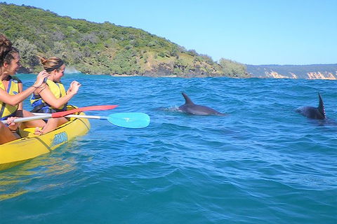 Half-Day Kayak With Dolphins And 4WD Beach Drive From Rainbow Beach - Tourism Noosa 1