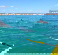 Half-Day Kayak with Dolphins and 4WD Beach Drive from Rainbow Beach - Tourism Noosa