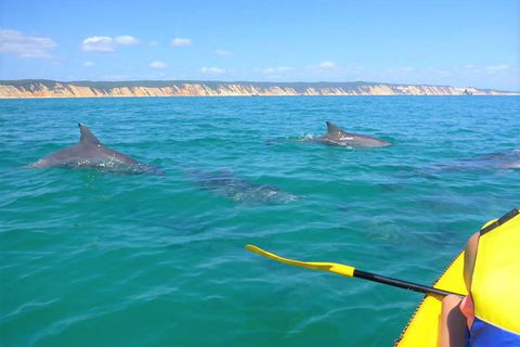 Half-Day Kayak With Dolphins And 4WD Beach Drive From Rainbow Beach - Tourism Noosa 0