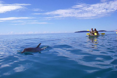 Half-Day Kayak With Dolphins And 4WD Beach Drive From Rainbow Beach - Tourism Noosa 9