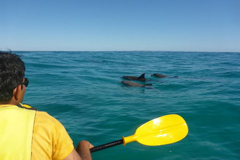 Half-Day Kayak With Dolphins And 4WD Beach Drive From Rainbow Beach - Tourism Noosa 6