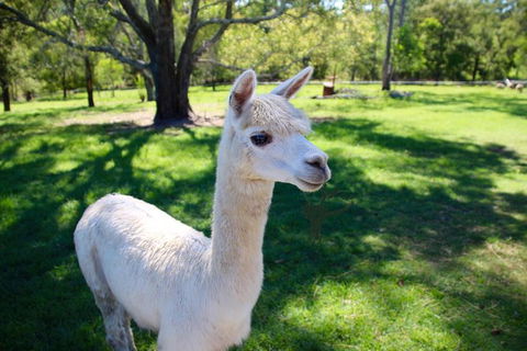 Half Day Animal Tour - Tourism Noosa 0