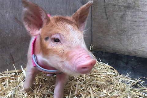 Half Day Animal Tour - Tourism Noosa 3