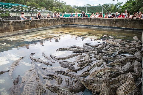 Hartley\'s Crocodile Adventures Day Trip From Palm Cove - Tourism Noosa 7