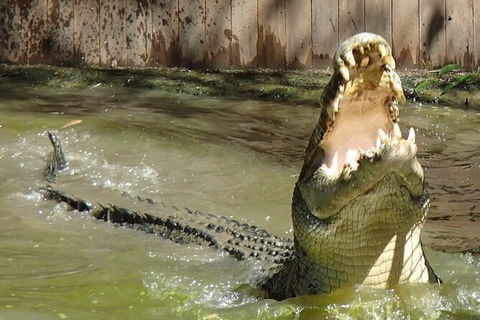 Hartley\'s Crocodile Adventures Day Trip From Palm Cove - Tourism Noosa 4