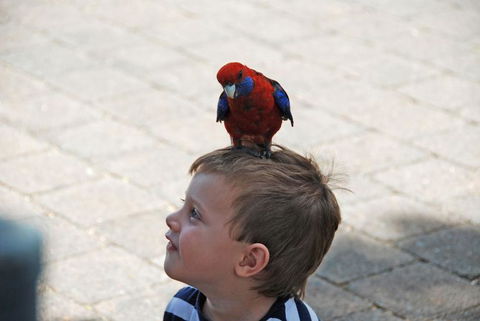 O'Reilly's Lamington National Park And Treetop Canopy Tour - Tourism Noosa 7