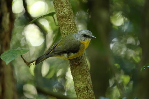O'Reilly's Lamington National Park And Treetop Canopy Tour - Tourism Noosa 3