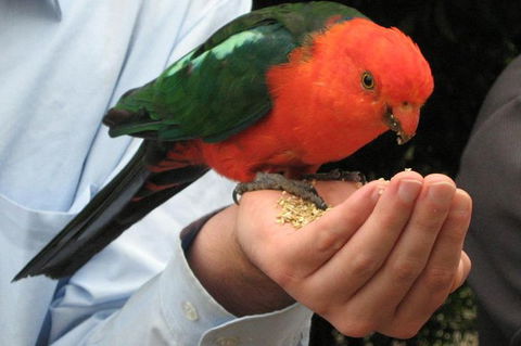 O'Reilly's Lamington National Park And Treetop Canopy Tour - Tourism Noosa 1