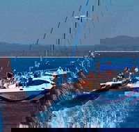 Blue Dolphin Exclusive Whale Watch Encounters - Tourism Noosa
