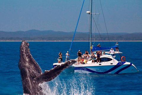 Blue Dolphin Exclusive Whale Watch Encounters - Tourism Noosa 0
